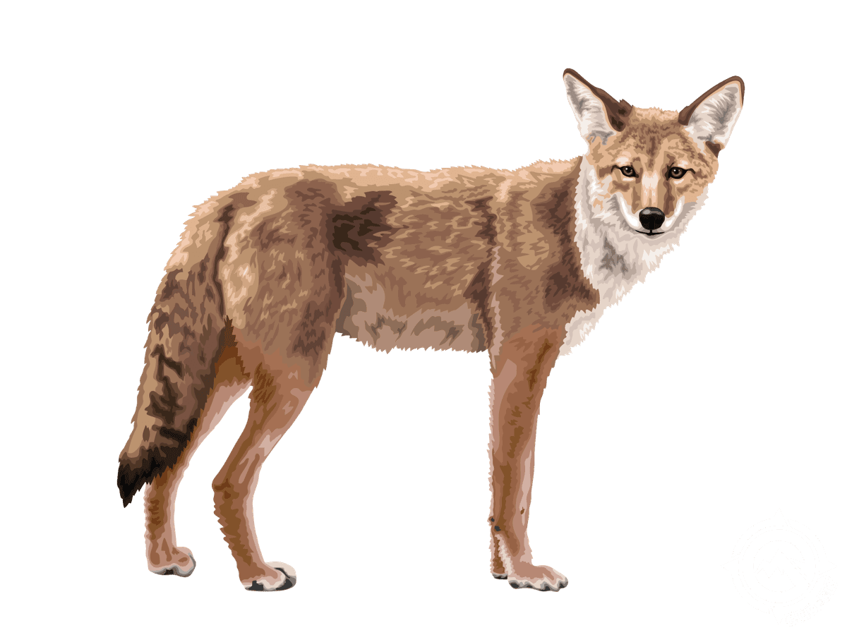 Coyote